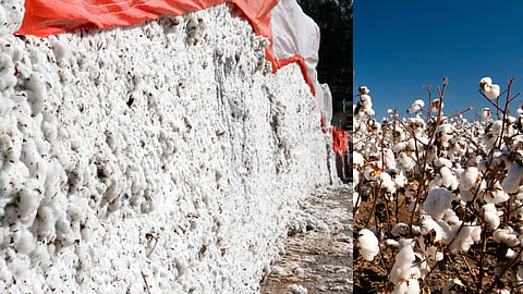 Cotton Production