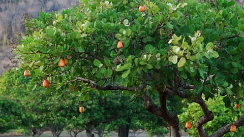Deshi Cashew Production