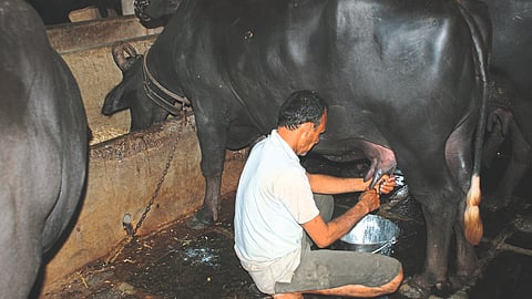 Milk Fat