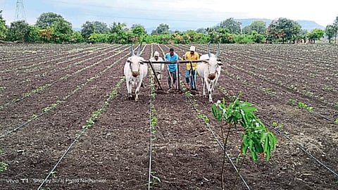 Kharif Sowing