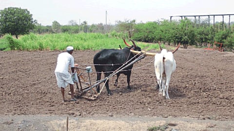 Sowing