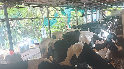 Cows