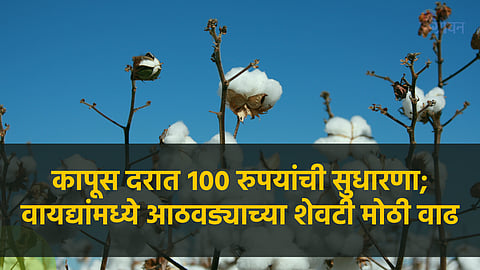 Cotton Market