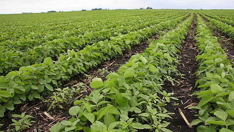 Weed Control