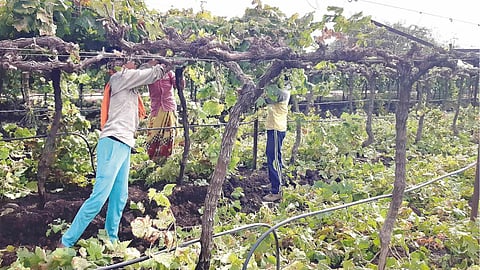 Grape Farm