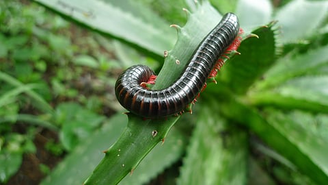 Millipede Pest