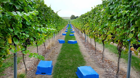 Grape Vine Yard Management