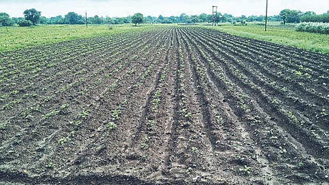 Kharif Sowing