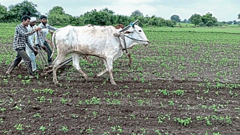 Kharif Season