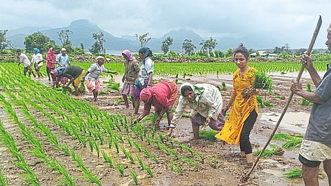 Paddy Production