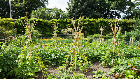 Kitchen Garden