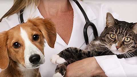 Veterinary Degree