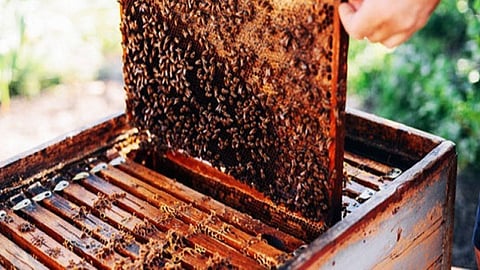Honeybees