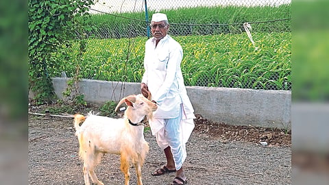 Goat Rearing