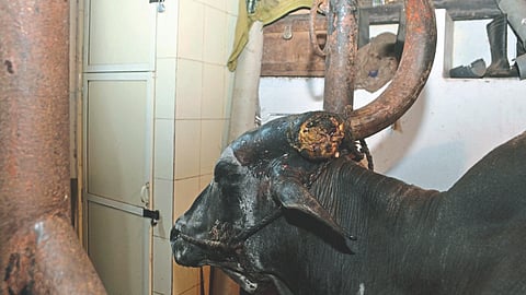 Animal Cancer