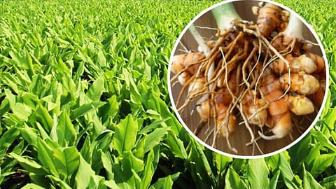 Turmeric