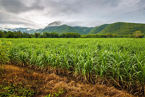 Sugarcane
