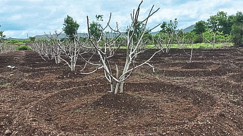 Fig Cultivation