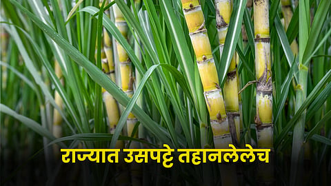 Sugarcane