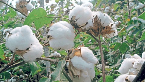 Cotton Crop