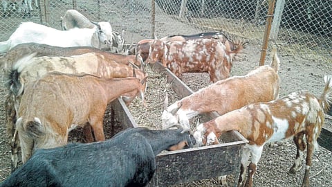 Goat Farming