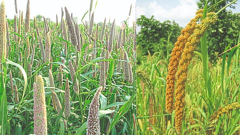 Millet