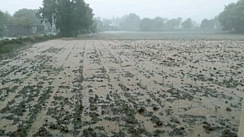 Rain