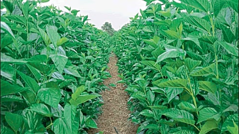 Mulberry Cultivation