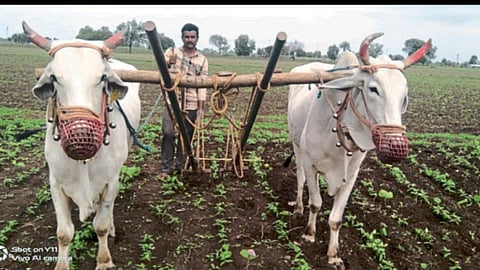 Sowing