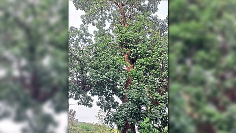 Mahua Seed