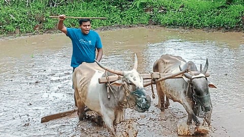 Kharif Season