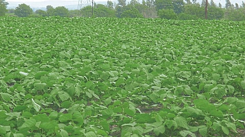 Kharif Sowing
