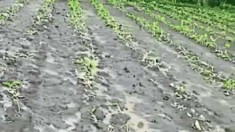 Crop Damage