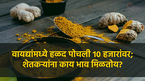 Turmeric Bajarbhav