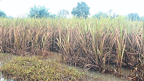 Sugarcane Management