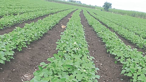 Soybean