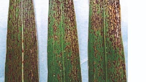 Sugarcane Disease