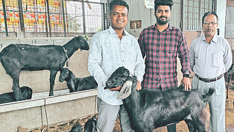 Goat Rearing