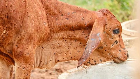 Lumpy Kolhapur