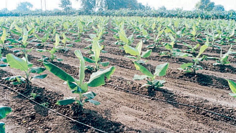 Banana Cultivation