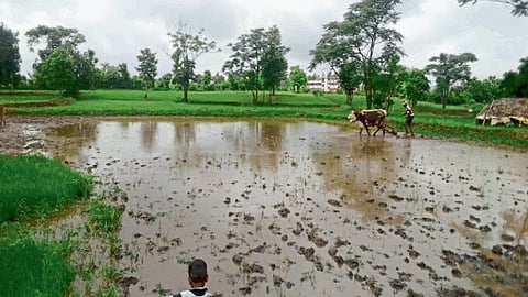 Paddy Farming