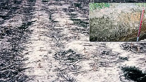 Soil Health