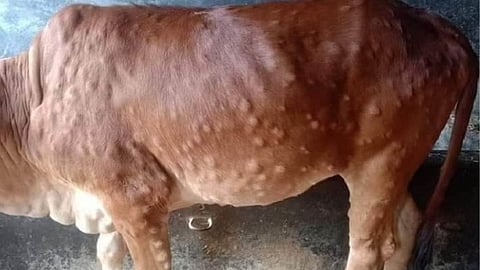 Lumpy Infection