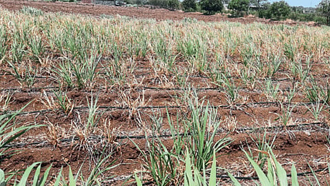 Sugarcane