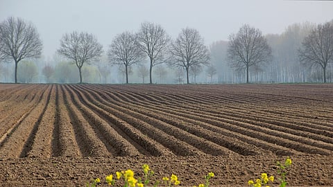 Vegetable Cultivation