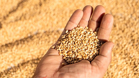 Wheat