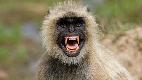 Monkey