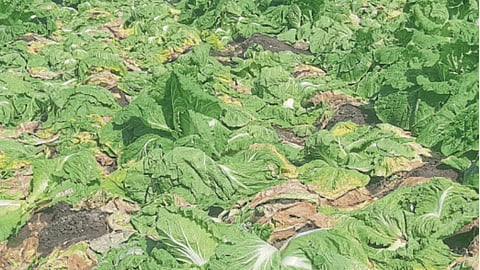 Crop Damage
