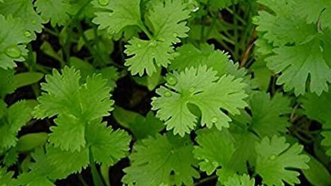 Coriander