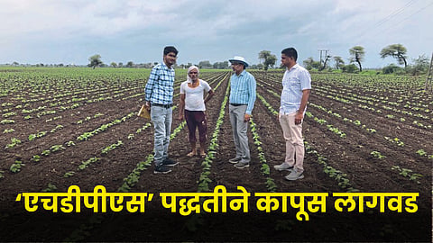 Cotton Sowing